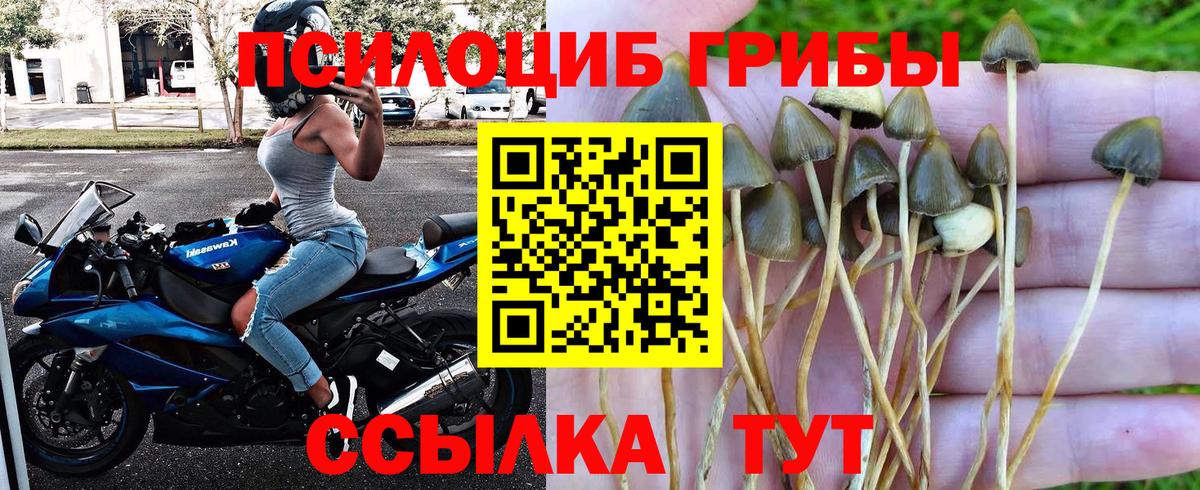 купить наркотик  Электрогорск  Псилоцибиновые грибы мухоморы  Галлюциногенные грибы Magic Shrooms 